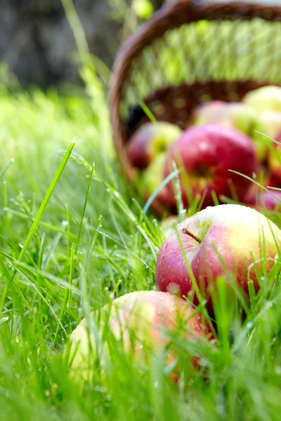 Äpfel im Korb. — Stockfoto