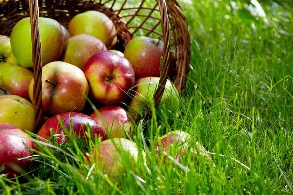 Äpplen i korgen. — Stockfoto