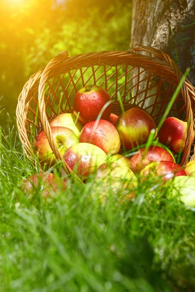 Jablka v košíku. — Stock fotografie