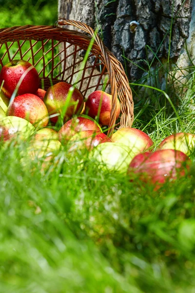 Jablka v košíku. — Stock fotografie