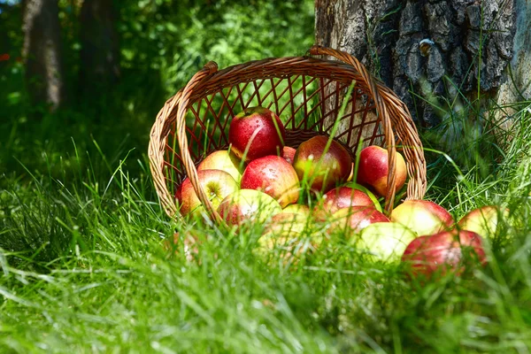 Elmalar sepete.. — Stok fotoğraf