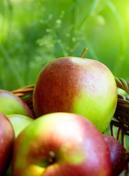 Röda och gula äpplen i korgen — Stockfoto