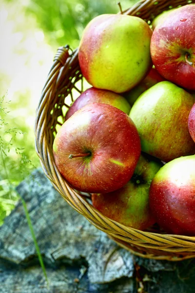 Červené a žluté jablka do koše — Stock fotografie