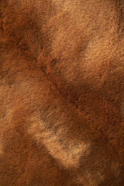 меховая текстура. Фон
