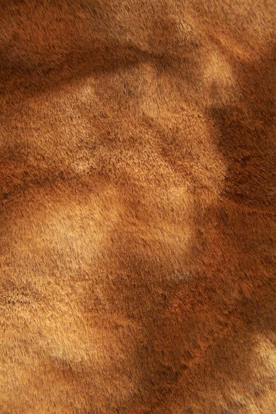 Меховая текстура. Фон — стоковое фото