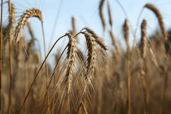 小麦のクローズ アップ — ストック写真