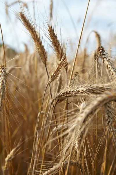 Пшениця крупним планом — стокове фото