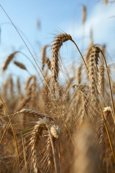 Fermeture du blé — Photo