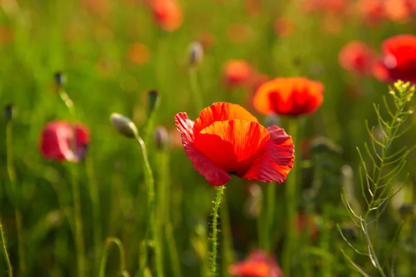 战场上的红罂粟 — 图库照片