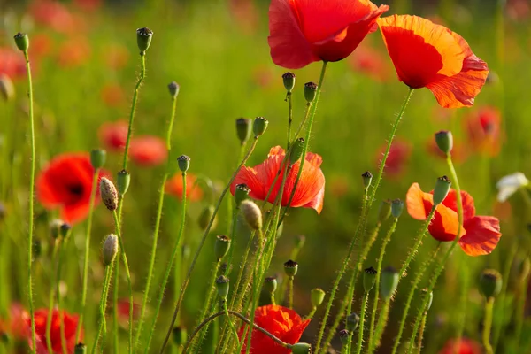 战场上的红罂粟 — 图库照片