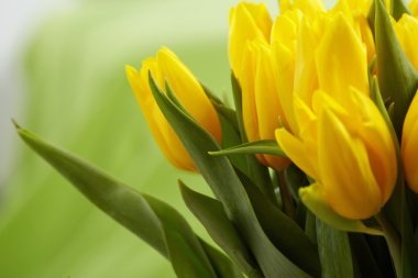 Yellow tulips clipart