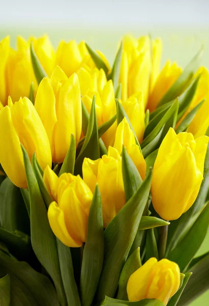 Yellow tulips — Stock Photo, Image