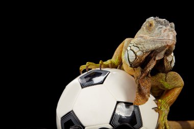 iguana futbol kavram