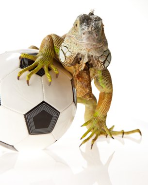 iguana futbol kavram