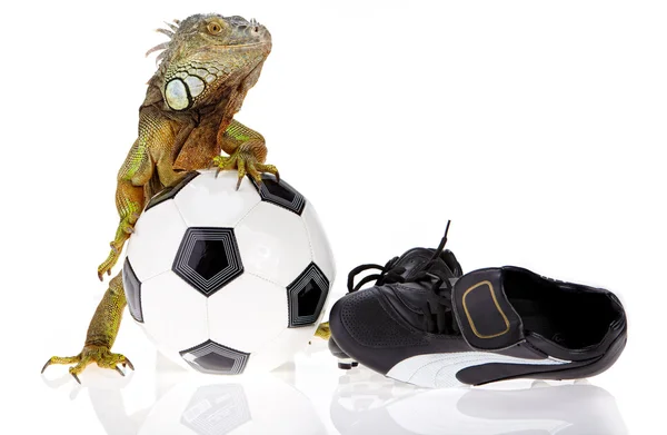 Iguana nel concetto di calcio — Foto Stock