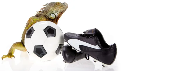 Iguana nel concetto di calcio — Foto Stock