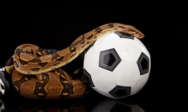 stock image Football snake