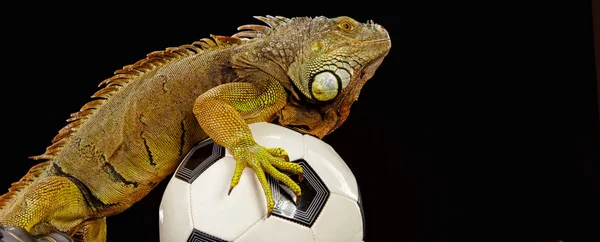 Iguana in football concept — Stock Photo, Image