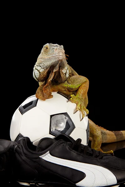 Ιγκουάνα στην έννοια του ποδοσφαίρου — Φωτογραφία Αρχείου
