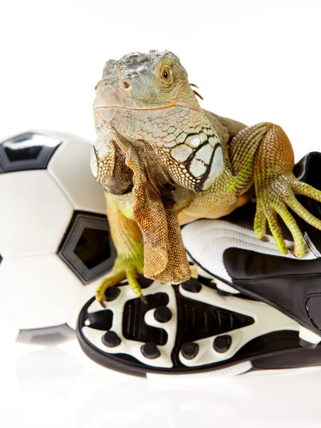 Iguana in football concept — Stock Photo, Image