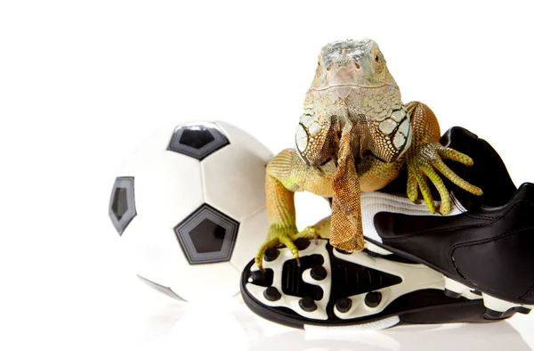 Iguana w piłce nożnej koncepcja — Zdjęcie stockowe