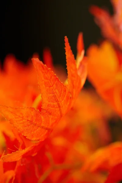 Beautiful red leaves. macro shot — Stock Photo, Image