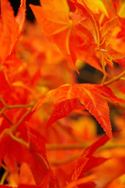 Vackra röda blad. makro skott — Stockfoto