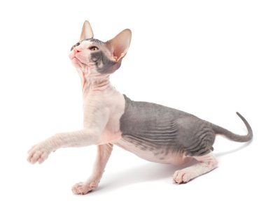 Sphynx kittenSphynx kedi yavrusu