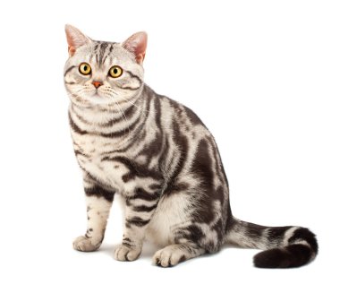 American Shorthair cat clipart