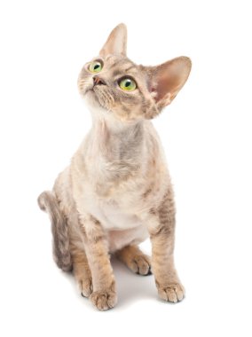 kedi Devon rex