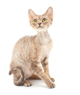 kedi Devon rex