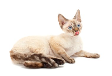 kedi Devon rex