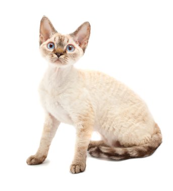 Cat Devon Rex clipart