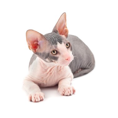 Sphynx kittenSphynx kedi yavrusu