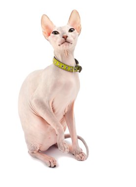 Don Sphynx