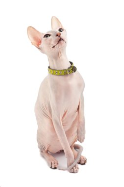 Don Sphynx