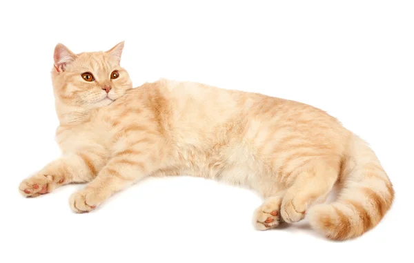 Kırmızı İskoç fold kedi — Stok fotoğraf