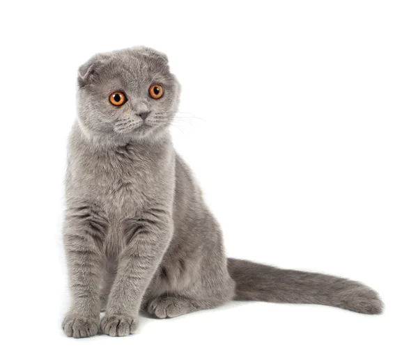 Skotský fold kočka šedá — Stock fotografie
