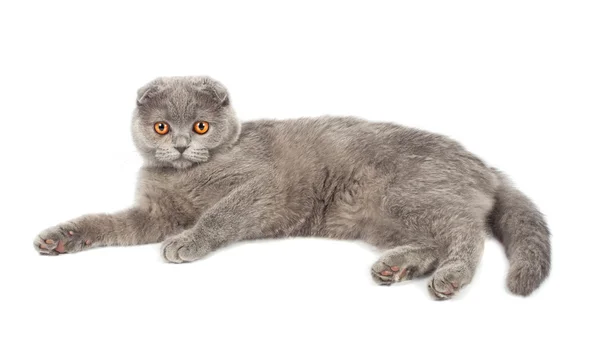 İskoç fold kedi gri — Stok fotoğraf