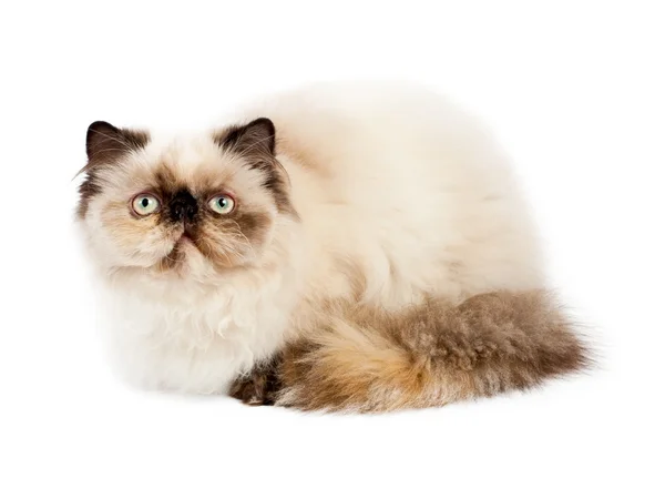 Cream Persian cat — Stock Photo, Image