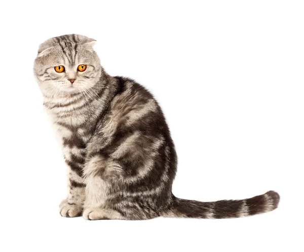 Rendezés Fold visztula fülü macskák — Stock Fotó