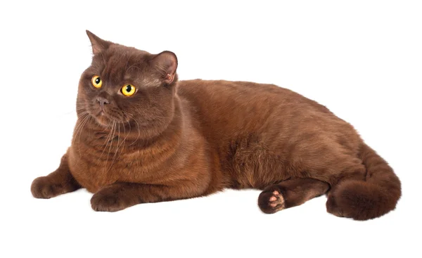 チョコレート猫をスコティッシュフォールドします。 — ストック写真