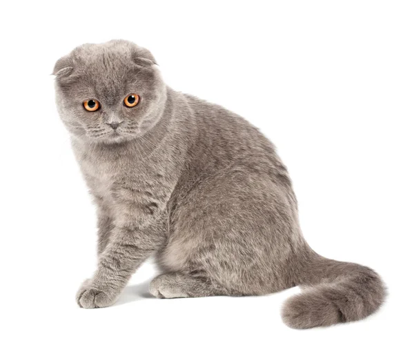 Pliegue escocés gato gris — Foto de Stock