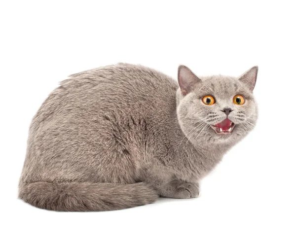 Британская кошка — стоковое фото
