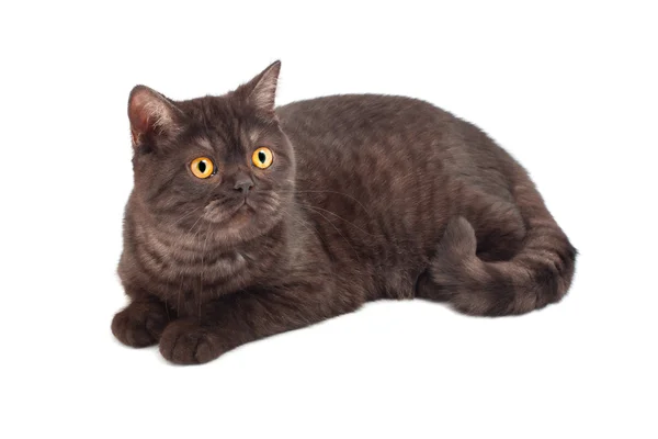 Британская шоколадная кошка — стоковое фото