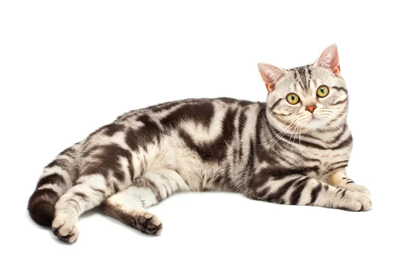 Американская короткошерстная кошка — стоковое фото
