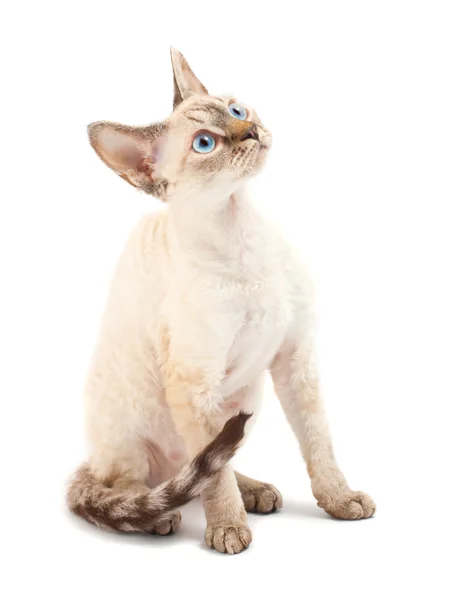 Кішка Девон Рекс — стокове фото