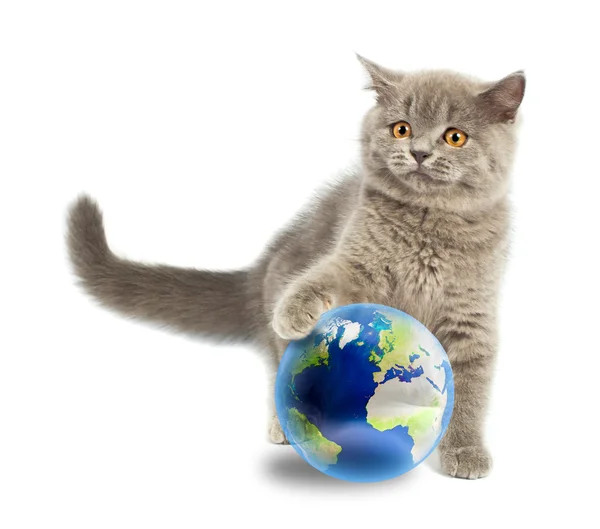 Британский котенок играет с землей — стоковое фото