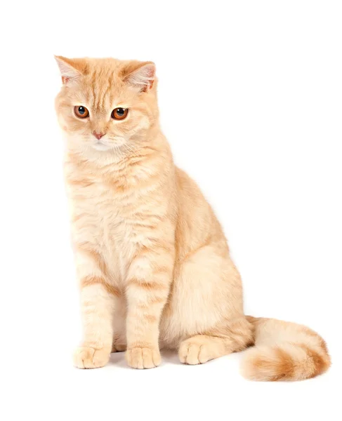 赤いスコティッシュフォールド猫 — Stock fotografie