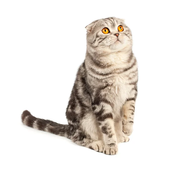 Kociak szkocki — Zdjęcie stockowe